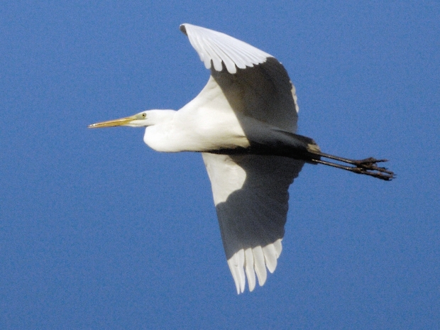 image-8681702-02Egret.jpg