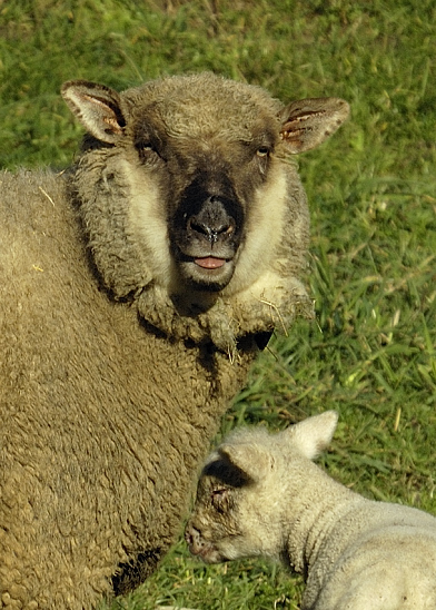 image-10156877-03Schafb0120-c20ad.jpg