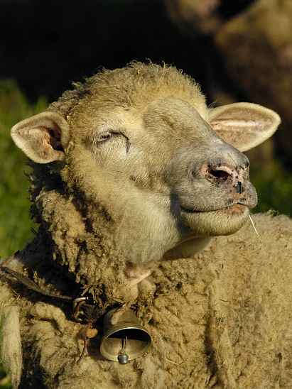 image-10156925-03Schafb0125-aab32.jpg
