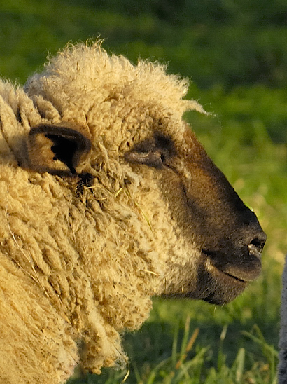 image-10156931-05Schafb0159-6512b.jpg