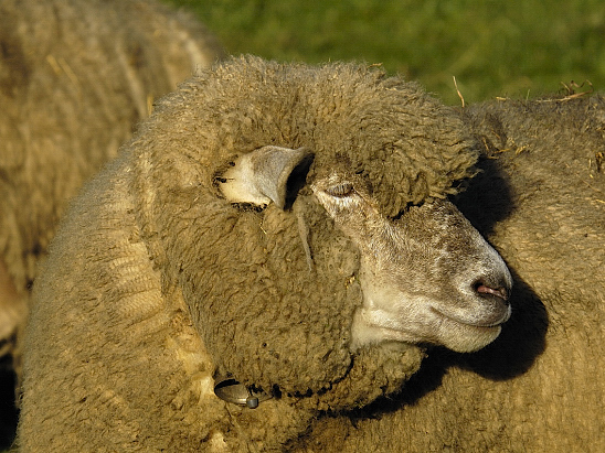 image-10156949-11Schafb0142-16790.jpg