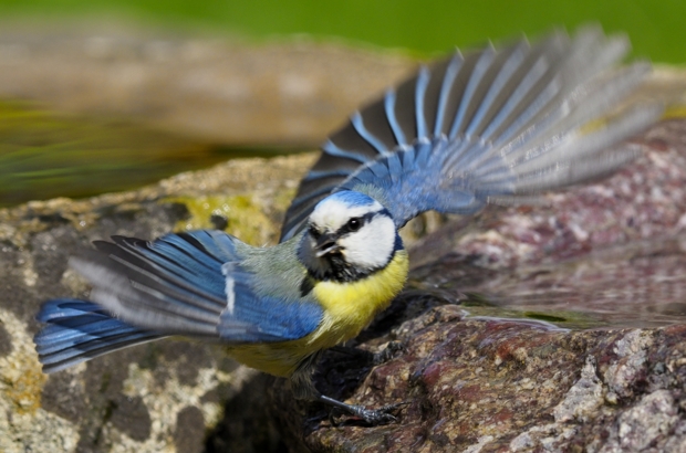 image-10197140-08Bluetit_34a-e4da3.jpg