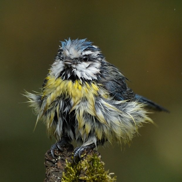 image-10197143-10Bluetit9165-d3d94.w640.jpg
