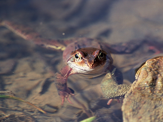 image-10212557-01Grasfrosch312a-16790.jpg