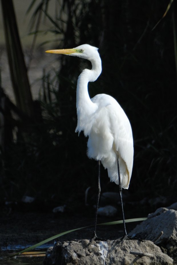 image-8681873-19Egret2.jpg
