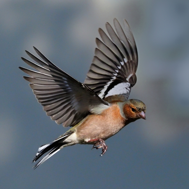 image-10361183-01Chaffinch44G0821-9bf31.jpg