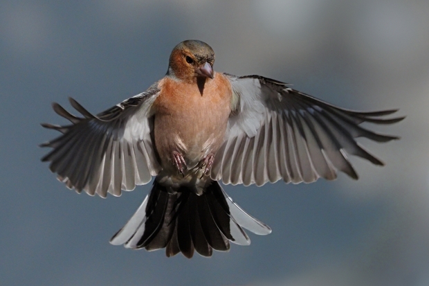 image-10361198-03Chaffinch46G0822-9bf31.jpg
