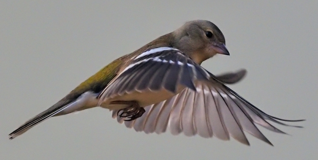 image-10361204-05Chaffinch54M1762-6512b.jpg