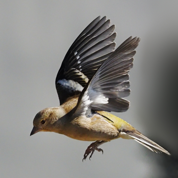 image-10361225-07Chaffinch56M2198-45c48.jpg