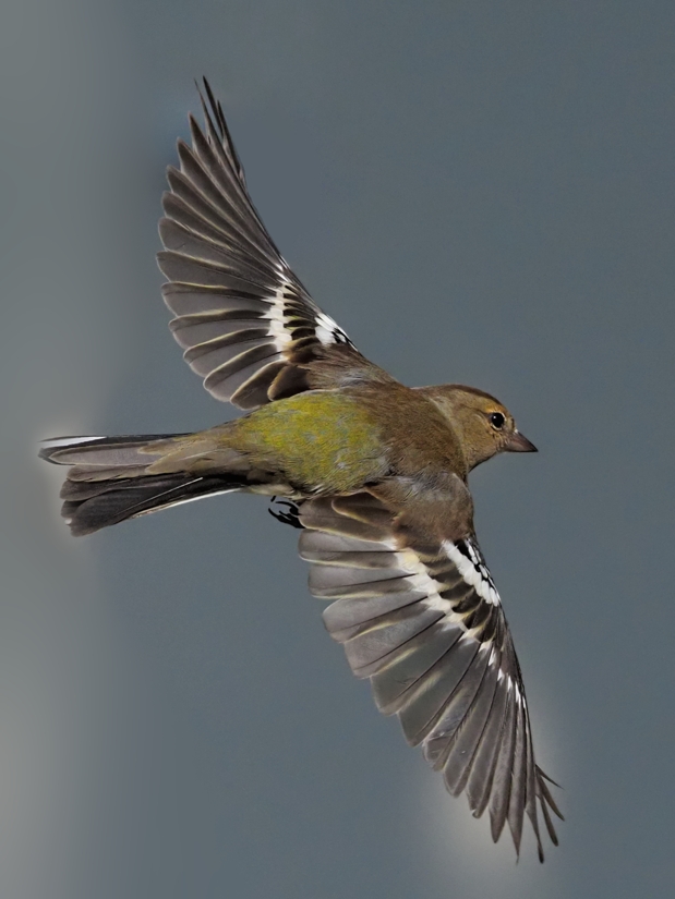 image-10361249-10Chaffinch59N2783-c51ce.jpg