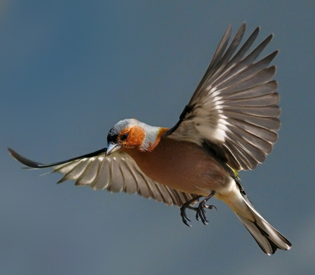 image-10361252-11Chaffinch58N2745-9bf31.jpg