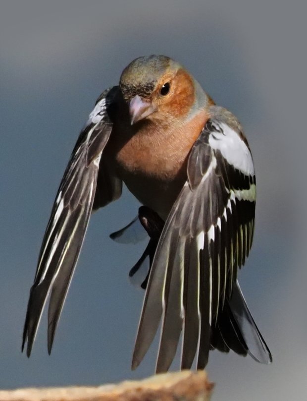 image-10361258-13Chaffinch47H0825-8f14e.w640.jpg