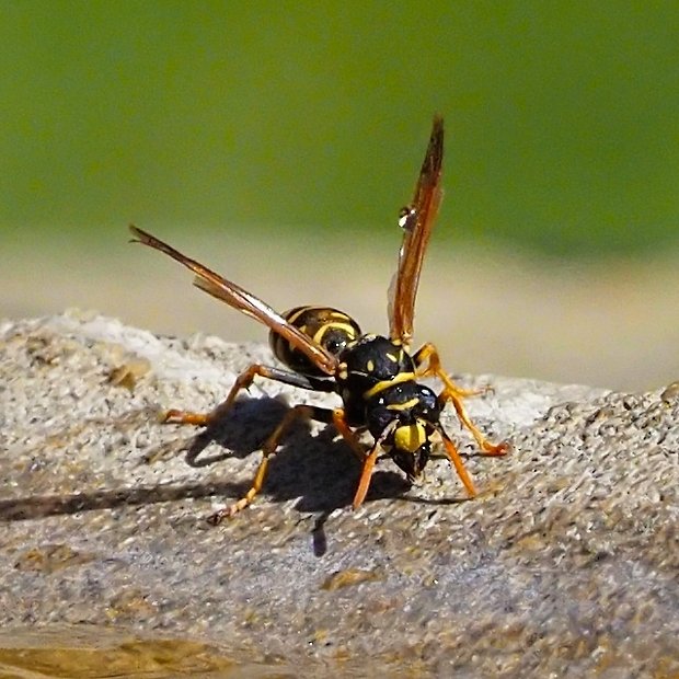 image-10670672-Lehmwespe13A8056-c20ad.w640.jpg