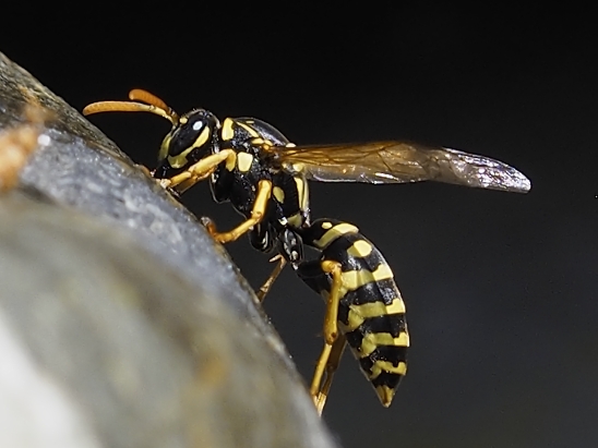 image-10670675-01LWespeBM1510-c9f0f.jpg?1598039683299