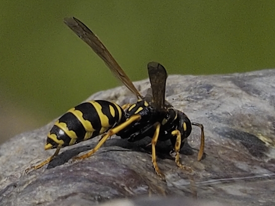 image-10670678-02LWespeKM3192-6512b.jpg?1598039737130