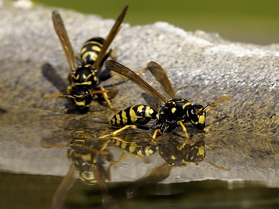 image-10670681-03LWespeBM1449-aab32.jpg?1598039785796