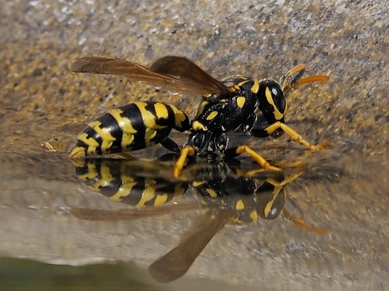 image-10670687-05LWespeBM1447-aab32.jpg?1598039886650