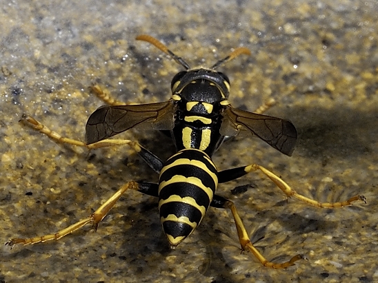 image-10670696-07LWespeNM3360-16790.jpg?1598040229294