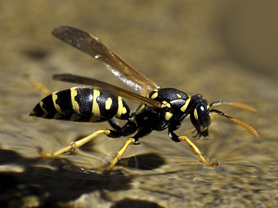 image-10670699-08LWespeMM3206-45c48.jpg?1598040307430