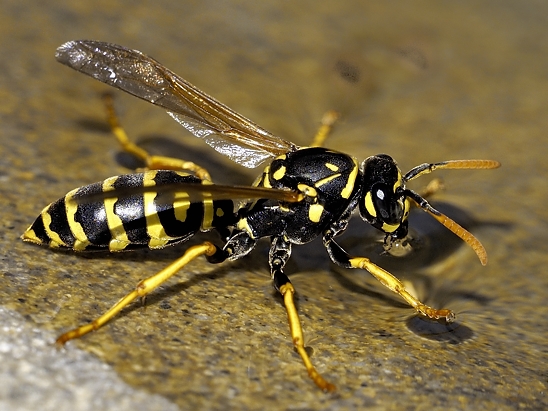 image-10670705-10LWespeMM3301-9bf31.jpg?1598040424821