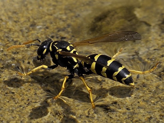 image-10670708-11LWespeNM3366-6512b.jpg?1598040472820