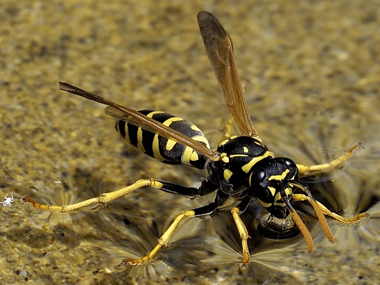 image-10670711-12LWespeNM3368-8f14e.jpg?1598040527573