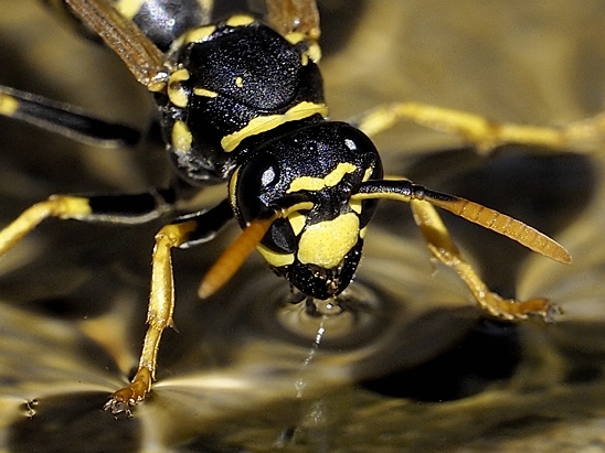 image-10670714-13LWespeMM3304-6512b.jpg?1598040584915