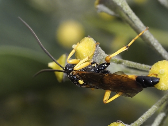 image-10670717-01BlattwespeDE1613-d3d94.jpg?1598040783474