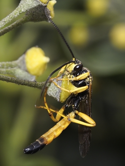 image-10670798-05BlattwespeDE1626-c9f0f.jpg?1598043776008