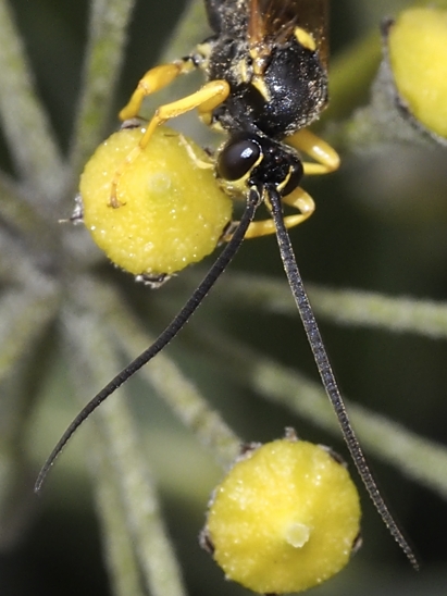 image-10670810-06BlattwespeDE1611-aab32.jpg?1598044288143