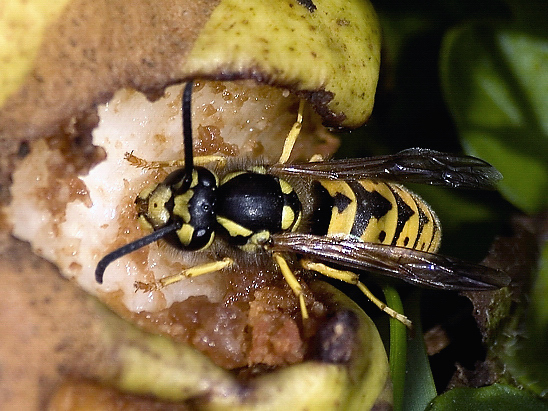 image-10670816-01Deutscheb1010516-45c48.jpg?1598044710785