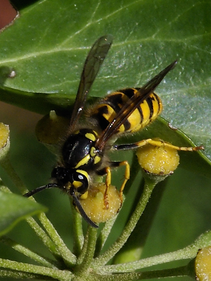 image-10670822-03DeutscheFO1502-c20ad.jpg?1598044821066