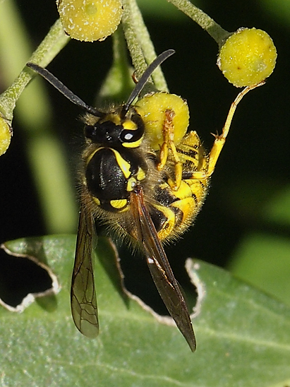 image-10670825-04DeutscheFO1520-c9f0f.jpg?1598044899889