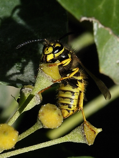 image-10670834-07DeutscheFO1491-c51ce.jpg?1598045595006