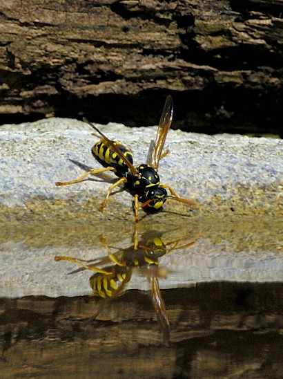 image-10683761-01Wesper2160-16790.jpg?1598726782406