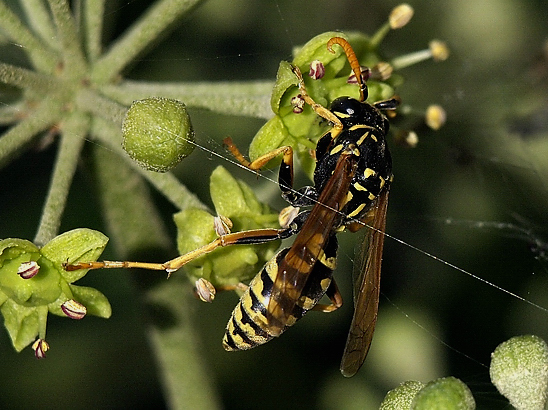 image-10683773-04WespeLO2078-6512b.jpg?1598726944896