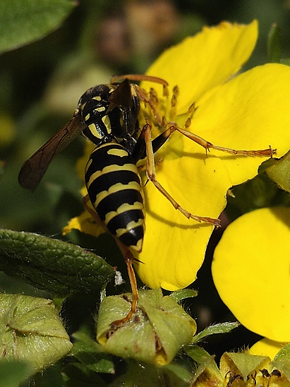 image-10683779-05WespeLO2097-d3d94.jpg?1598726994869