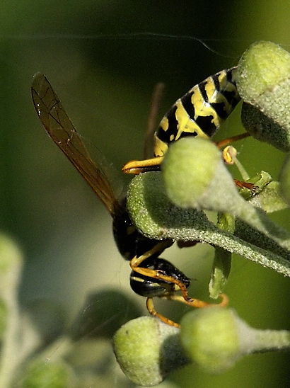 image-10683782-06WespeLO2093-45c48.jpg?1598727048070