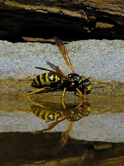 image-10683785-08Wesper2162-e4da3.jpg?1598727126367