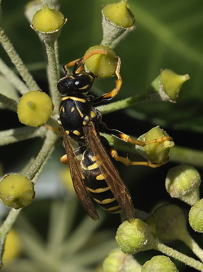 image-10683788-07GemWespeHO1711-6512b.jpg?1598727217182