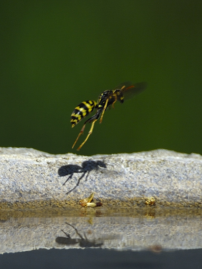 image-10683791-09Wespet2512-8f14e.jpg?1598727282110