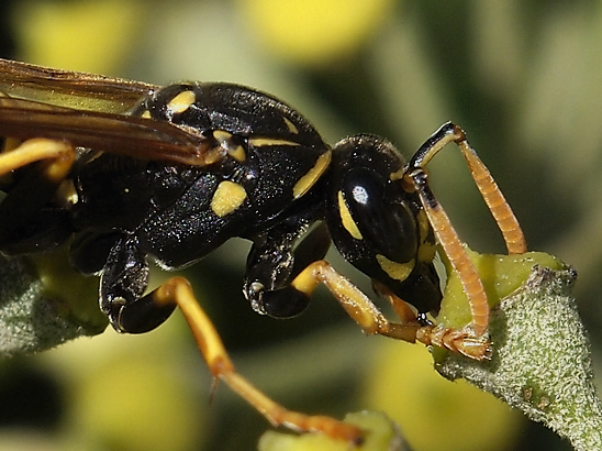 image-10683797-10GemWespeHO1715a-45c48.jpg?1598727337598