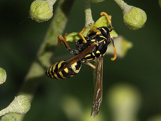 image-10683803-11WespeLO2089-16790.jpg?1598727383295