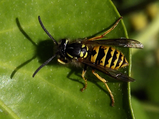 image-10683833-02MittlereWespeFO1433-9bf31.jpg?1598727640368