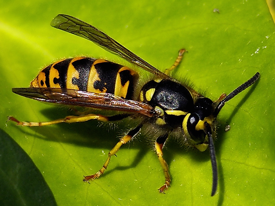 image-10683839-03MittlereWHO1727-c51ce.jpg?1598727695902