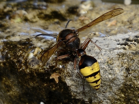 image-10683845-01UnbekanntCD6681-c20ad.jpg?1598727811273