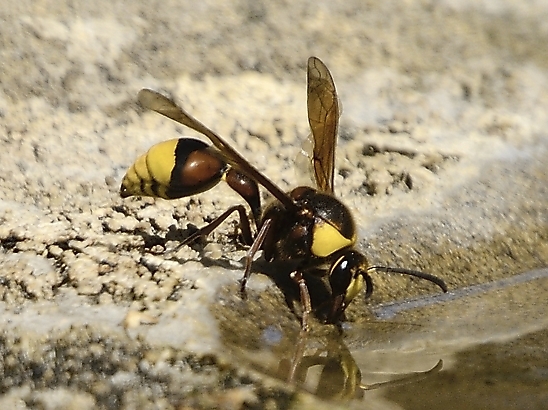 image-10683848-02UnbekanntUD6233-c20ad.jpg?1598727859385