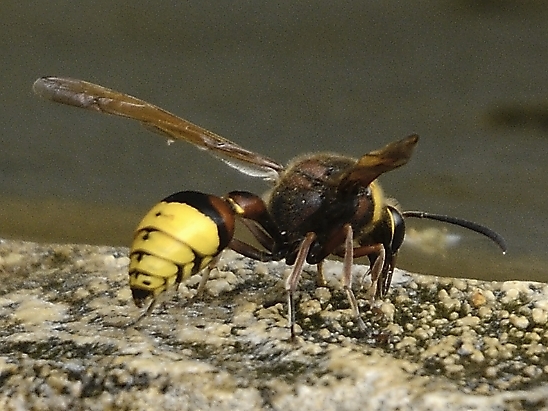 image-10683884-05UnbekanntWD6234-45c48.jpg?1598727966420