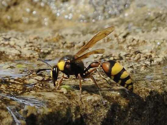 image-10683896-06UnbekanntEB7056a-9bf31.jpg?1598728095612