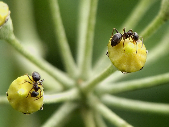 image-10686053-01AmeiseGO1693a-e4da3.jpg?1598821343035